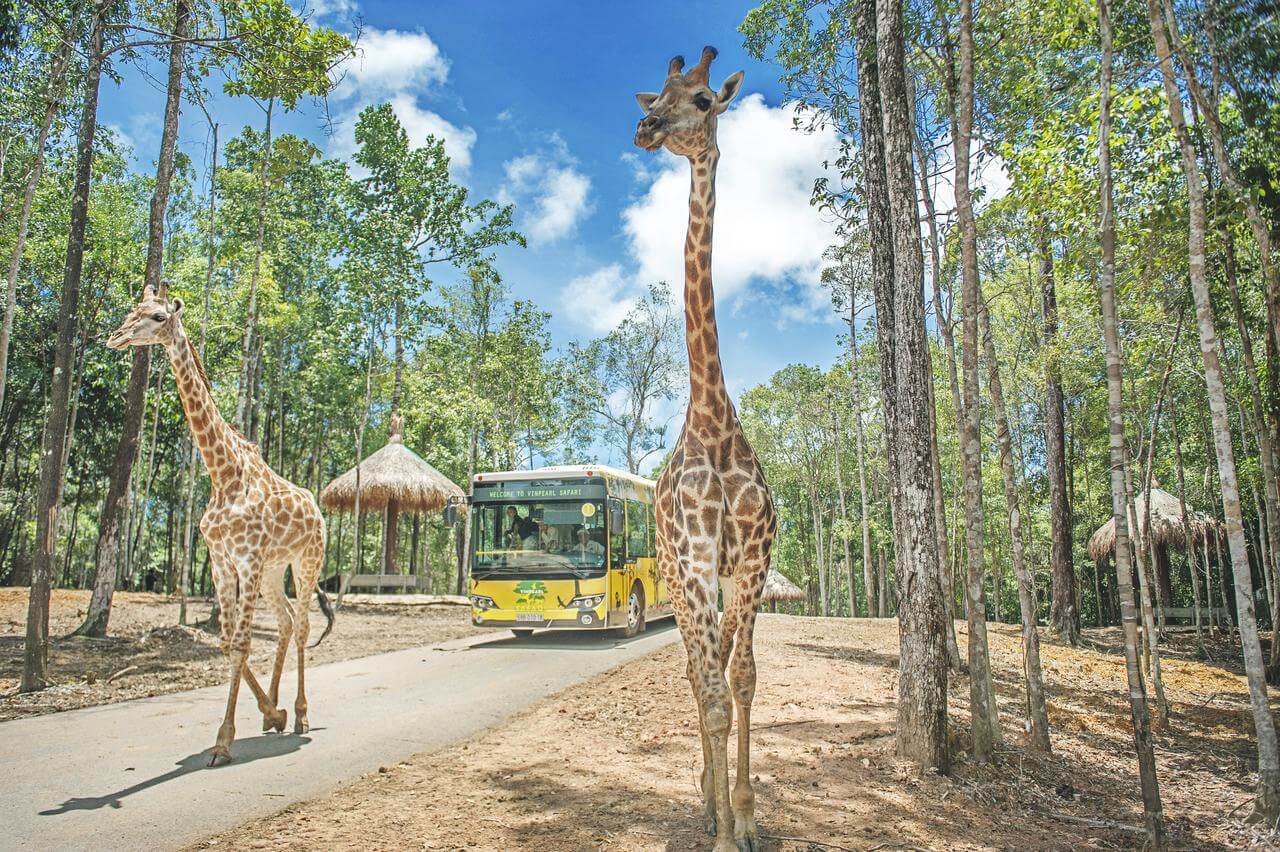 Vinpearl Safari Phú Quốc: Giá vé, giờ hoạt động - Vinpearl Phú Quốc Resort